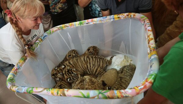 Тигрята в крымском сафари-парке Тайган