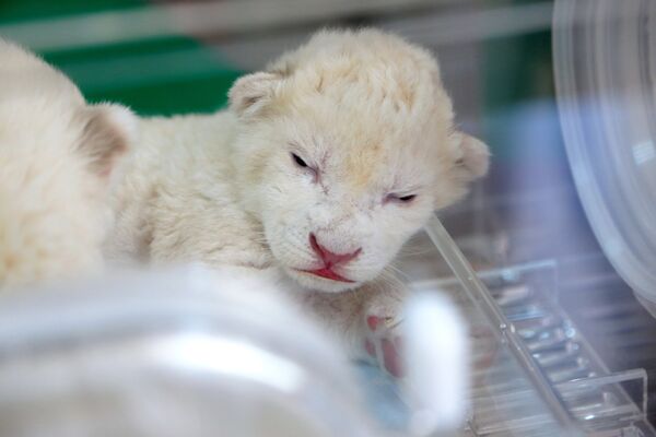 Новорожденный белый львенок в крымском сафари-парке Тайган