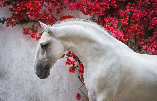 Словно мраморная статуя, прекрасный серый жеребец элегантно позирует на фоне ярких цветов бугенвиллии