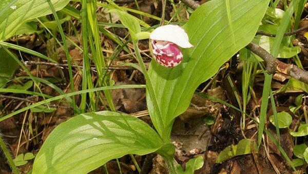 Вид орхидеи — башмачок крапчатый в Керженском заповеднике