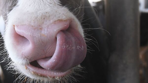 Нос коровы 