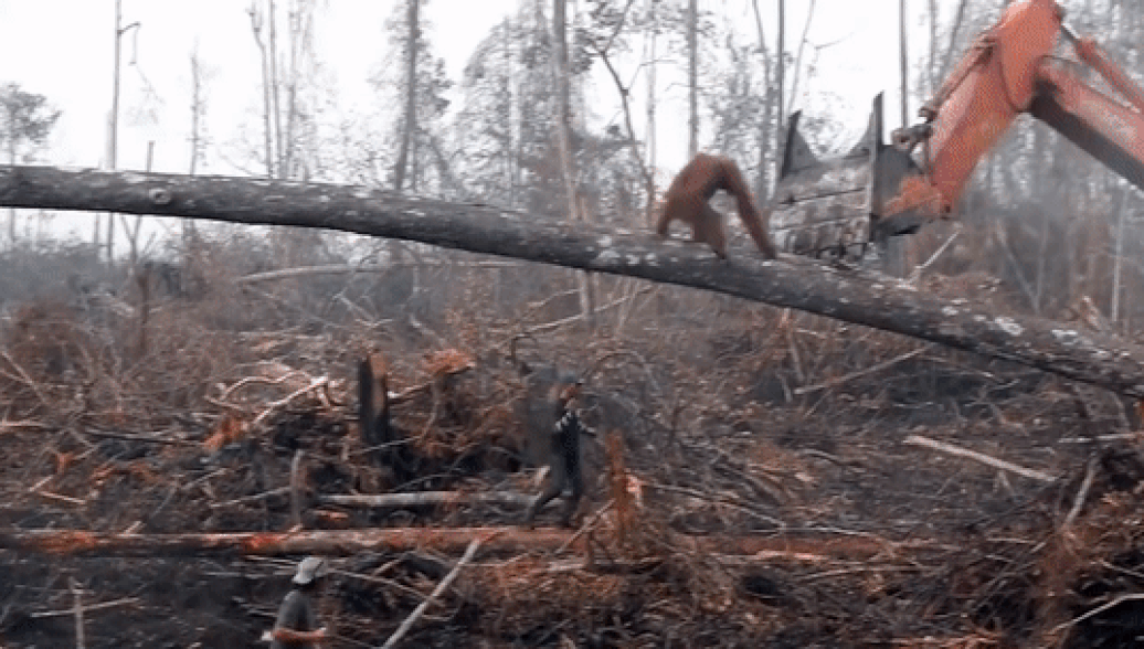 Схватка орангутана с бульдозером попала на видео