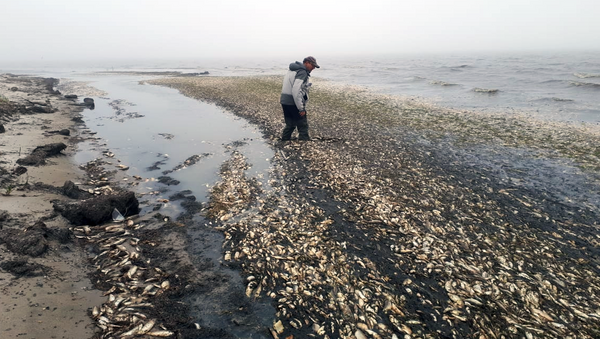 Гибель сельди на побережье залива Пильтун на северо-востоке Сахалина. 13 июгня 2018