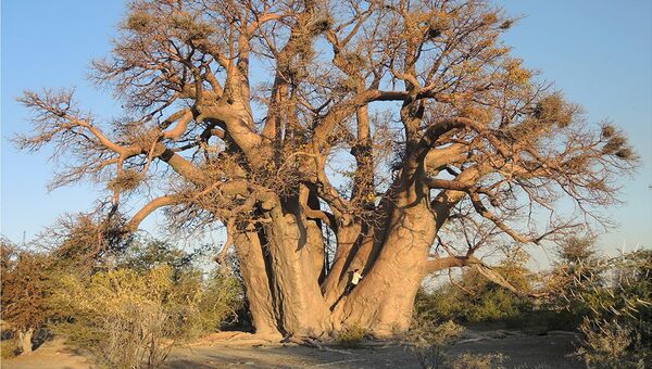 Баобаб Чапмэн, дерево возрастом в 1300 лет, погибшее в 2016 году