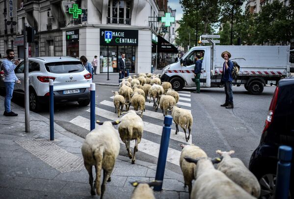 Городской фермер переходит улицу со стадом овец в Обервилье, к северу от Парижа