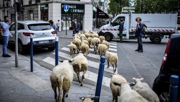 Городской фермер переходит улицу со стадом овец в Обервилье, к северу от Парижа
