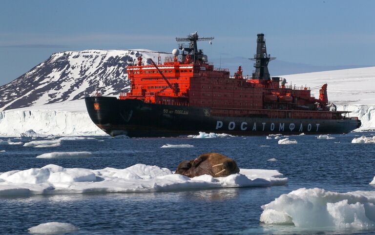 Морж на льдине у берегов одного из островов архипелага Земля Франца-Иосифа. Морж на льдине у берегов одного из островов архипелага Земля Франца-Иосифа.