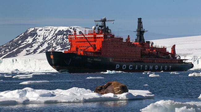 Морж на льдине у берегов одного из островов архипелага Земля Франца-Иосифа. Архивное фото