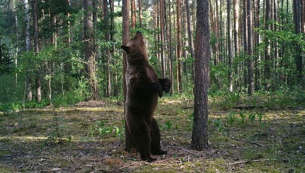 Медведь-великан в объективе фотоловушки возле деревни Чухраи в заповеднике Брянский лес