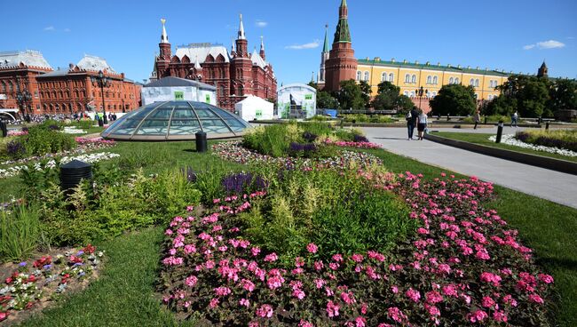 Цветник на Манежной площади. Архивное фото