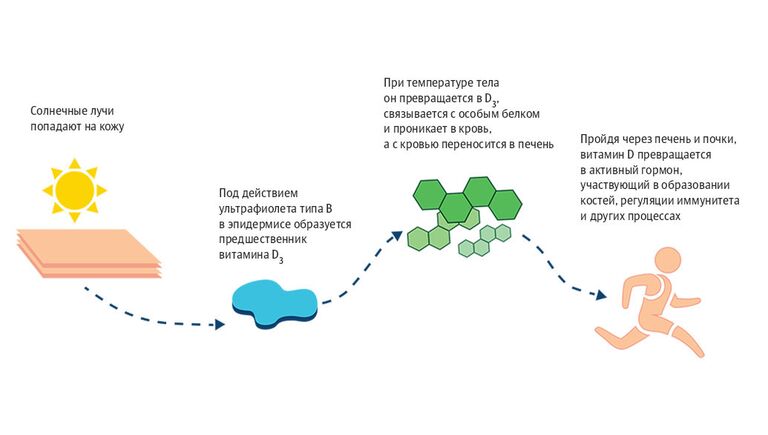 Витамин Д в организме Витамин Д в организме