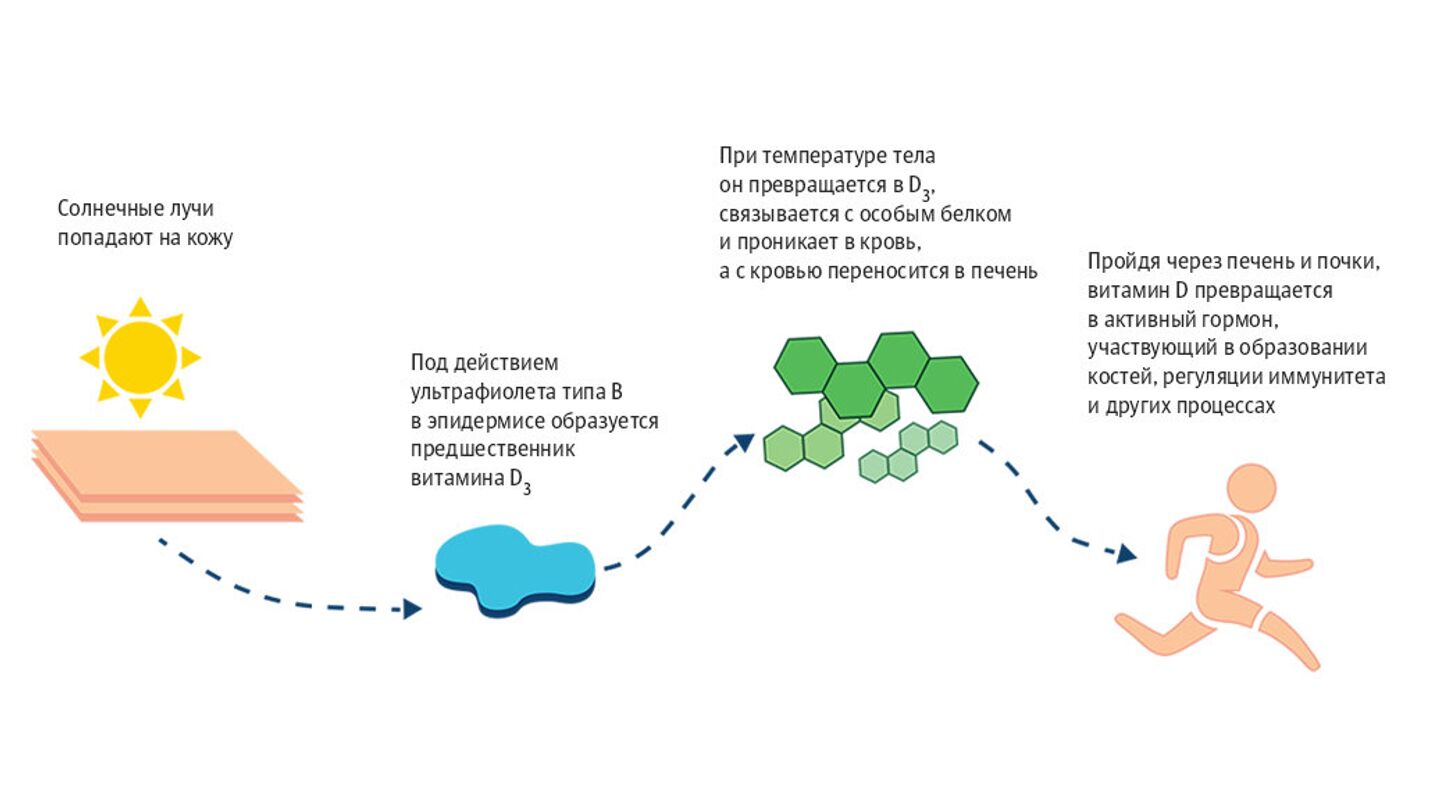 Влияние д. Образование витамина д под действием ультрафиолета. Как образуется витамин д в организме. Выработка витамина д. Как образуется витамин д под действием ультрафиолета.