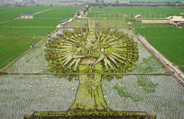 Рисовое поле в виде статуи Бодхисаттвы