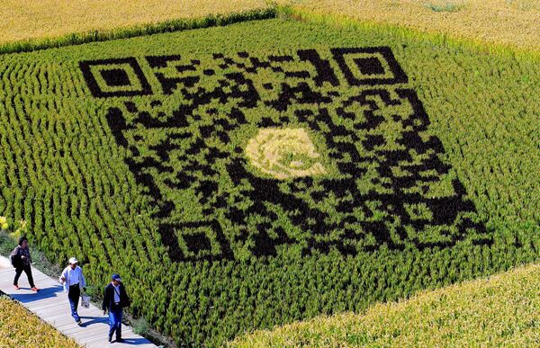 QR-код, сделанный в поле с использованием различных сортов риса