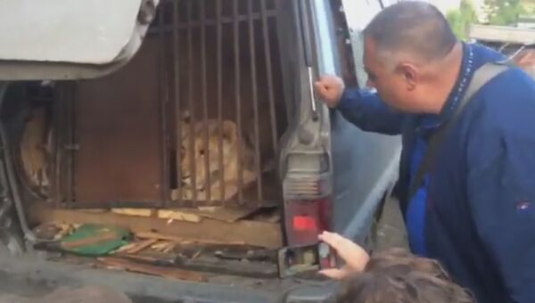 В Челябинске львица и две собаки почти две недели были заперты в машине. Скриншот видео