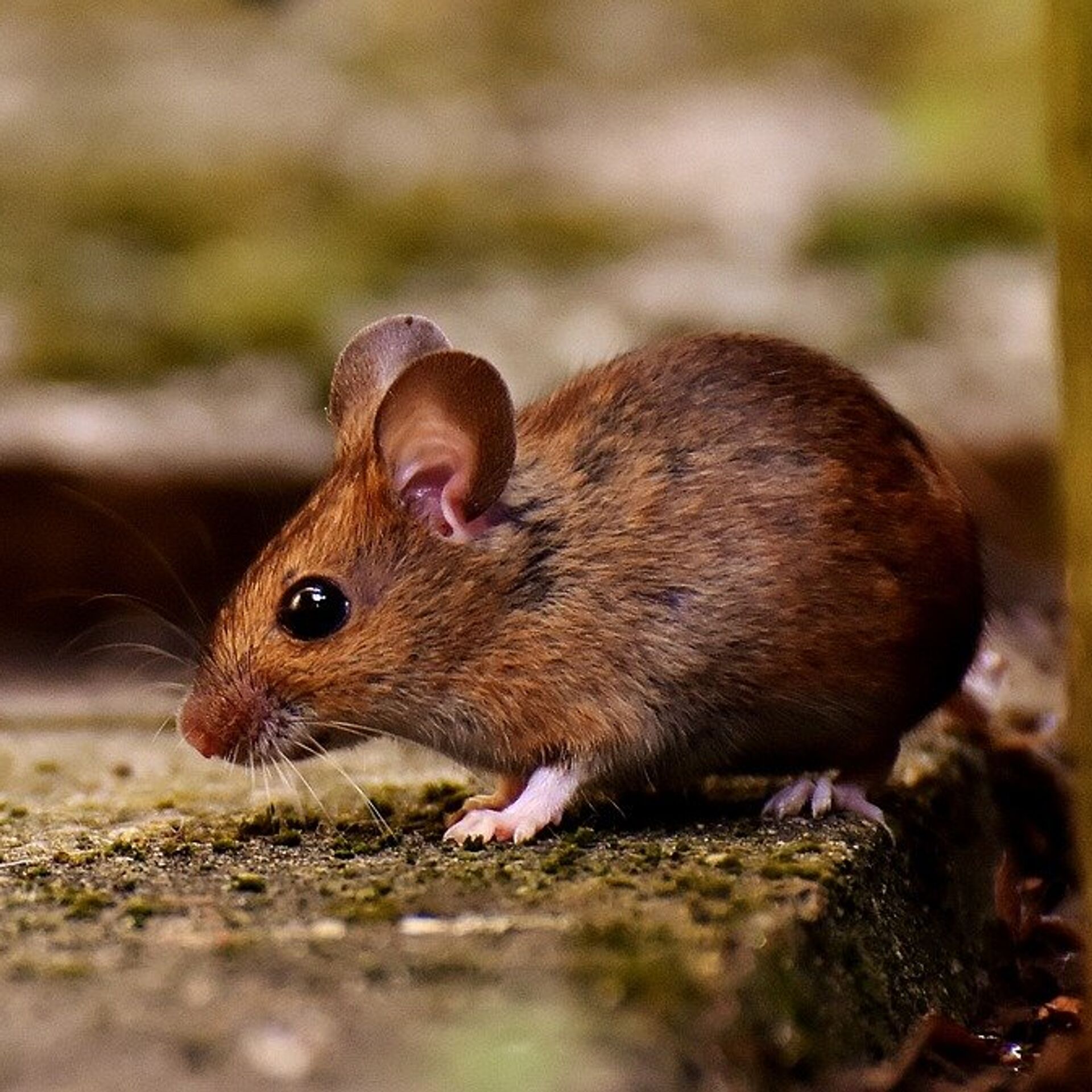 Мышь рост. Мышь. Мышь животное. Мелкие Грызуны. Коричневая мышь.