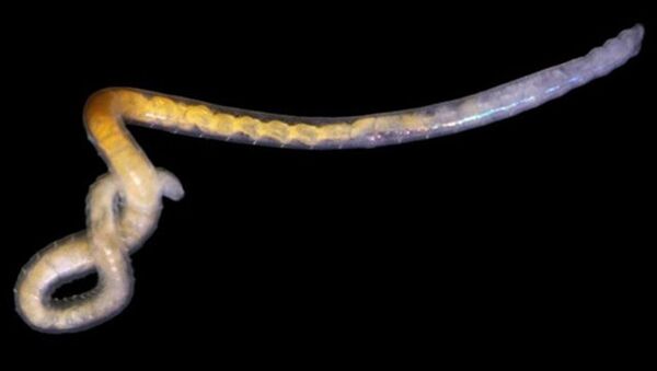 Черви Fridericia heliota