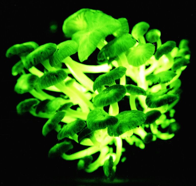 Биолюминесцентные грибы Mycena lucentipes Биолюминесцентные грибы Mycena lucentipes