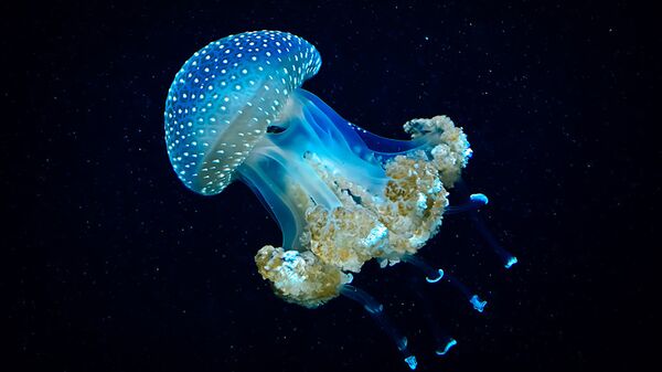 Светящаяся медуза