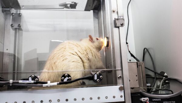 Крыса-алкоголик нажимает на педаль на полу клетки
