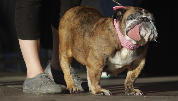 Английский бульдог по кличке Жа Жа во время конкурса Самая уродливая собака мира в Калифорнии, США. 24 июня 2018