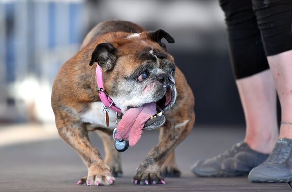 Собака на конкурсе Самая уродливая собака в мире(World's Ugliest Dog)