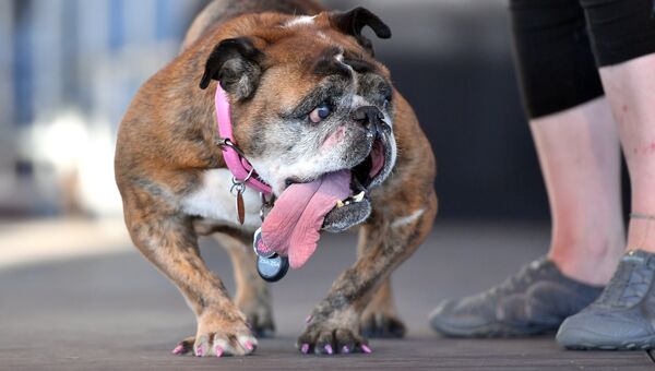 Собака на конкурсе Самая уродливая собака в мире(World's Ugliest Dog)