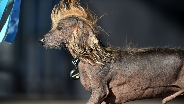 Собака на конкурсе Самая уродливая собака в мире(World's Ugliest Dog)