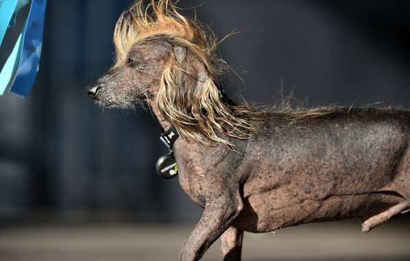 Собака на конкурсе Самая уродливая собака в мире(World's Ugliest Dog)