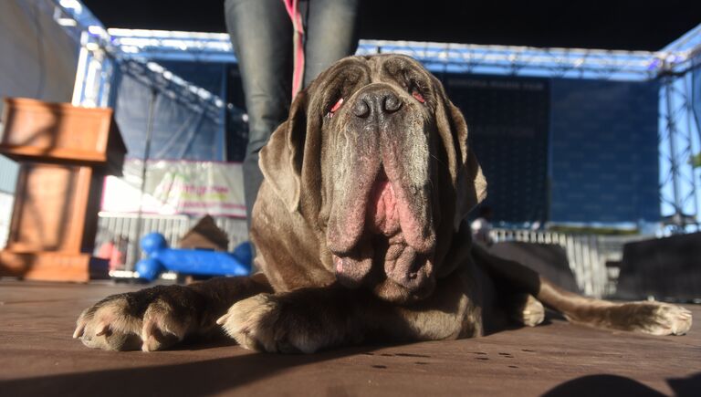 Собака на конкурсе Самая уродливая собака в мире(World's Ugliest Dog)