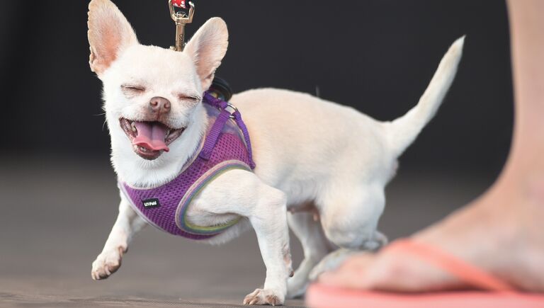 Собака на конкурсе Самая уродливая собака в мире(World's Ugliest Dog)