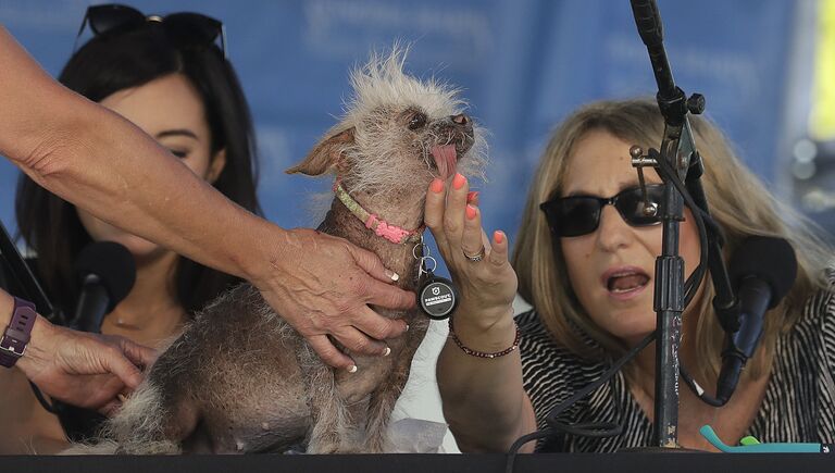 Собака на конкурсе Самая уродливая собака в мире(World's Ugliest Dog)