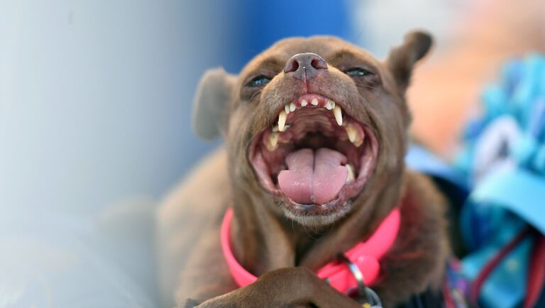 Собака на конкурсе Самая уродливая собака в мире(World's Ugliest Dog)