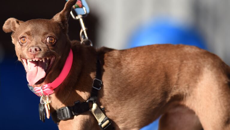 Собака на конкурсе Самая уродливая собака в мире(World's Ugliest Dog)