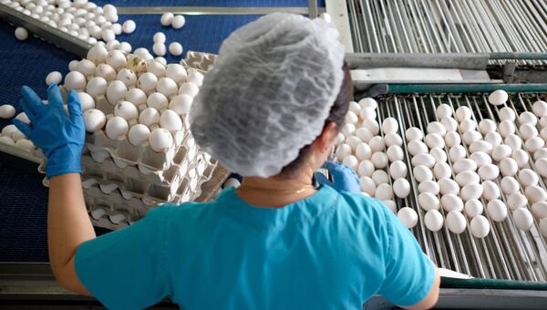 Сотрудница на линии сортировки яиц на птицефабрике. Архивное фото