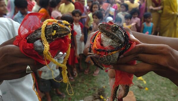 Свадьба лягушек в Индии. 20 июня 2009