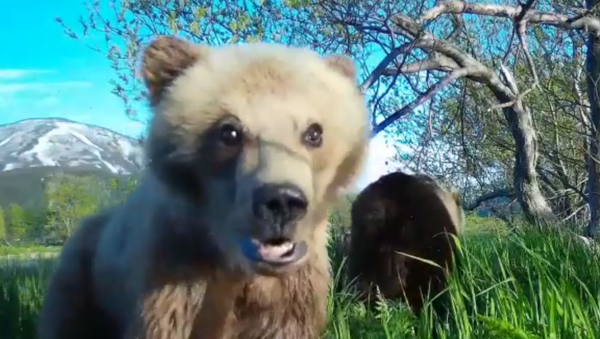 Видеоселфи медведицы с медвежонком в Южно-Камчастком заказнике. 27 июня 2018
