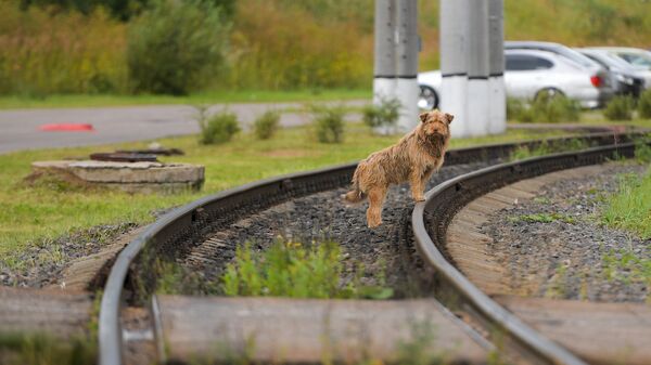 Собака на путях железной дороги