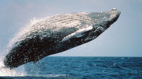 Горбатый кит, выпрыгивающий из воды. Архивное фото