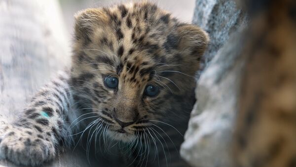 Детеныш дальневосточного леопарда. Архивное фото