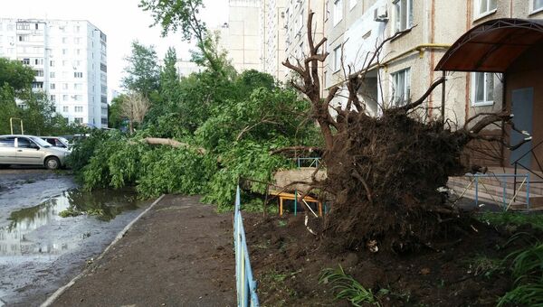 Дерево, поваленное ураганом в Оренбурге на улице Чкалова. 27 июня 2018