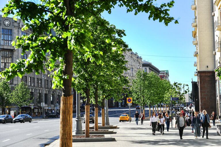 Липы на Тверской улице в Москве