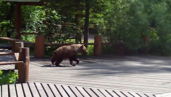 Медвежонок на Столбах вышел к людям на туристической тропе