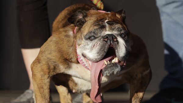 Английский бульдог по кличке Жа Жа во время конкурса Самая уродливая собака мира. Архивное фото