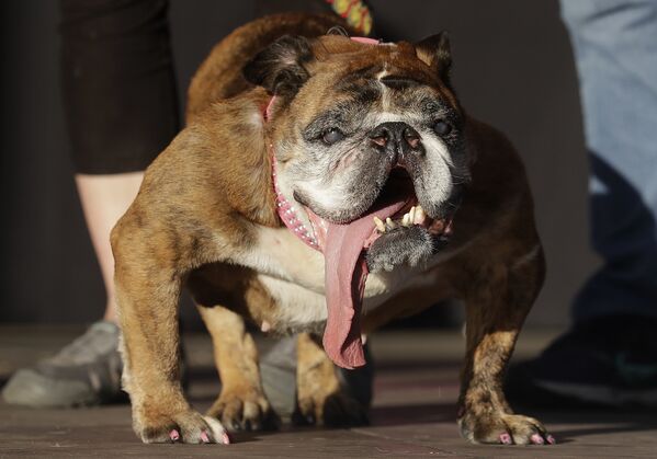 Английский бульдог по кличке Жа Жа во время конкурса Самая уродливая собака мира в Калифорнии, США