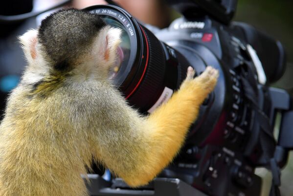 Боливийский саймири смотрит в объектив камеры в лондонском зоопарке, Великобритания
