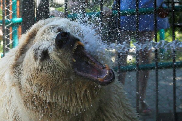 Белый медведь Памир из зоопарка Роев Ручей в Красноярске