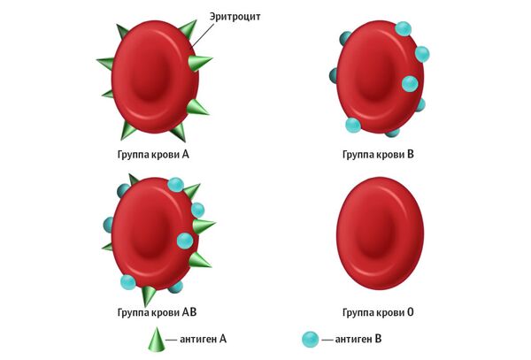 Группы крови (АВ0, резус-фактор) - что это такое, совместимость
