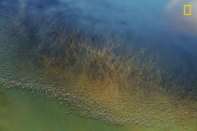 Работа Flamingos Taking Off фотографа из США hao j., занявшая второе место в категории Природа на конкурсе 2018 National Geographic Travel Photographer of the Year