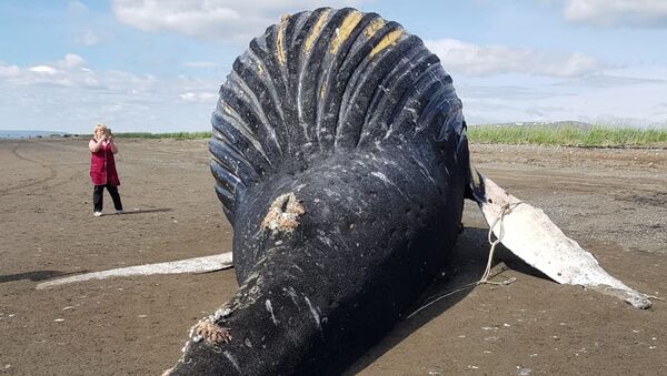 Погибший горбатый кит на побережье залива Корфа Берингова моря